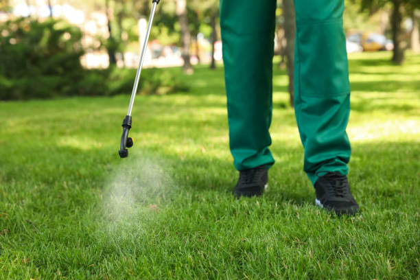 Flea Control Services in South Hempstead, NY