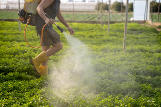 Best Local Pest Control Services  in South Hempstead, NY